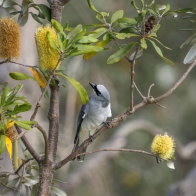 Coracina papuensis (White-bellied Cuckooshrike) at Eden, NSW - 11 Jul 2023 by trevsci