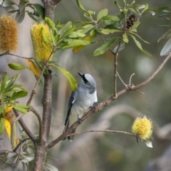 Coracina papuensis (White-bellied Cuckooshrike) at Eden, NSW - 11 Jul 2023 by trevsci
