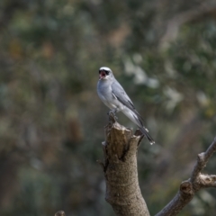 Coracina papuensis at Eden, NSW - 11 Jul 2023 01:14 PM