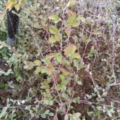 Cotoneaster pannosus (Cotoneaster) at Fadden, ACT - 19 Jul 2023 by KumikoCallaway