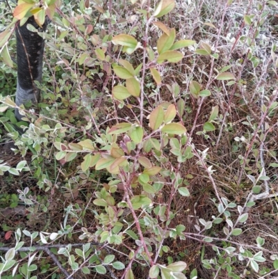 Cotoneaster pannosus (Cotoneaster) at Wanniassa Hill - 19 Jul 2023 by KumikoCallaway