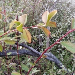 Cotoneaster pannosus at Fadden, ACT - 20 Jul 2023