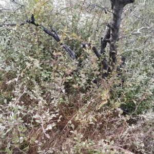 Cotoneaster pannosus at Fadden, ACT - 20 Jul 2023