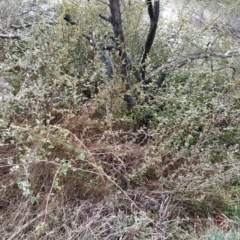 Cotoneaster pannosus at Fadden, ACT - 20 Jul 2023