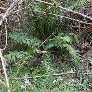 Blechnum nudum at Coree, ACT - suppressed