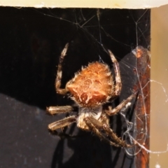 Backobourkia heroine (Heroic Orb-weaver) at Dry Plain, NSW - 14 Mar 2022 by AndyRoo