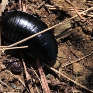 Platyzosteria melanaria at Dry Plain, NSW - 14 Mar 2022