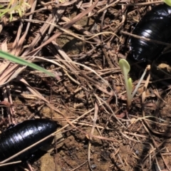 Platyzosteria melanaria at Dry Plain, NSW - 14 Mar 2022