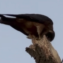Falco longipennis (Australian Hobby) at Jerrabomberra, ACT - 20 Jul 2023 by RachaelE