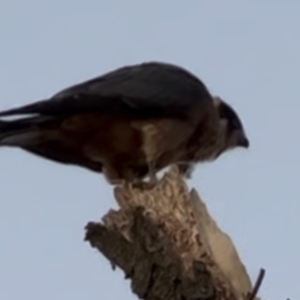 Falco longipennis at Jerrabomberra, ACT - 20 Jul 2023