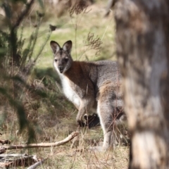 Notamacropus rufogriseus (Red-necked Wallaby) at Majura, ACT - 20 Jul 2023 by HappyWanderer