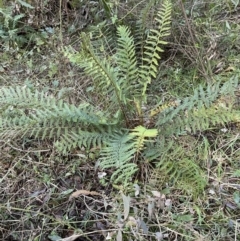 Polystichum proliferum (Mother Shield Fern) at Coree, ACT - 20 Jul 2023 by AdamMc