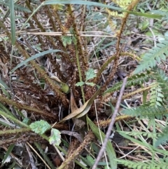 Polystichum proliferum at Coree, ACT - 20 Jul 2023 02:11 PM