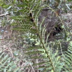 Polystichum proliferum at Coree, ACT - 20 Jul 2023