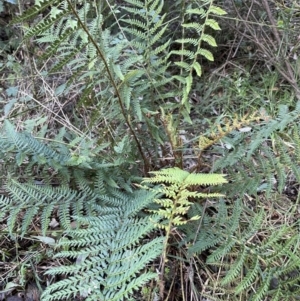 Polystichum proliferum at Coree, ACT - 20 Jul 2023