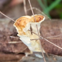 Unidentified Other fungi on wood at Broulee Moruya Nature Observation Area - 20 Jul 2023 by LisaH