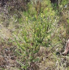 Styphelia triflora (Five-corners) at Mount Majura - 20 Jul 2023 by HappyWanderer