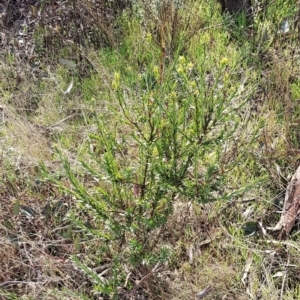 Styphelia triflora at Majura, ACT - 20 Jul 2023