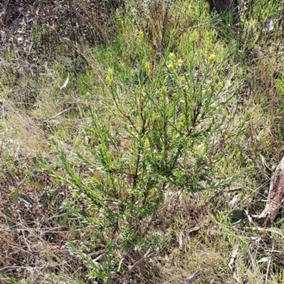 Styphelia triflora (Five-corners) at Mount Majura - 20 Jul 2023 by HappyWanderer