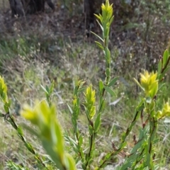 Styphelia triflora at Majura, ACT - 20 Jul 2023 11:40 AM