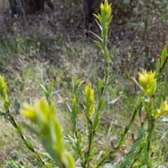 Styphelia triflora at Majura, ACT - 20 Jul 2023