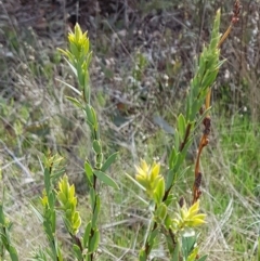 Styphelia triflora at Majura, ACT - 20 Jul 2023