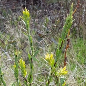 Styphelia triflora at Majura, ACT - 20 Jul 2023 11:40 AM