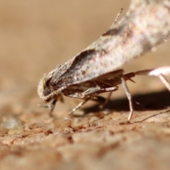 Unidentified Moth (Lepidoptera) at Broulee Moruya Nature Observation Area - 20 Jul 2023 by LisaH