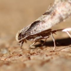 Unidentified Moth (Lepidoptera) at Moruya, NSW - 20 Jul 2023 by LisaH