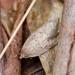 Unidentified Concealer moth (Oecophoridae) at Moruya, NSW - 20 Jul 2023 by LisaH
