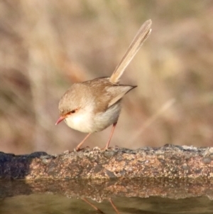 Malurus cyaneus at Moruya, NSW - suppressed