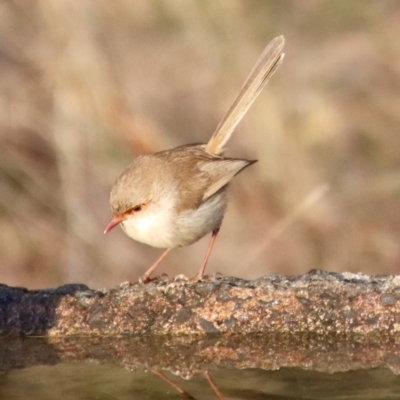 Malurus cyaneus (Superb Fairywren) at Broulee Moruya Nature Observation Area - 20 Jul 2023 by LisaH