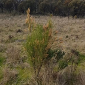 Cassinia sifton at Majura, ACT - 20 Jul 2023 11:43 AM