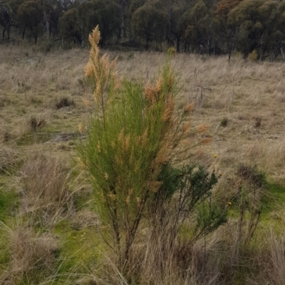 Cassinia sifton (Sifton Bush, Chinese Shrub) at Mount Majura - 20 Jul 2023 by HappyWanderer