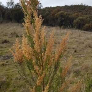 Cassinia sifton at Majura, ACT - 20 Jul 2023