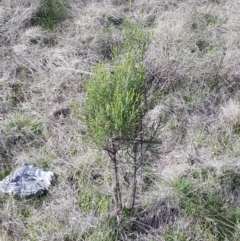 Cassinia sifton (Sifton Bush, Chinese Shrub) at Majura, ACT - 20 Jul 2023 by HappyWanderer