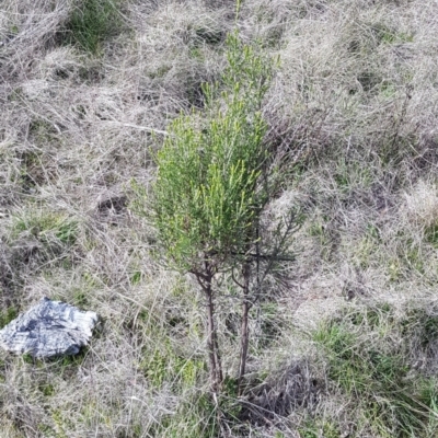 Cassinia sifton (Sifton Bush, Chinese Shrub) at Majura, ACT - 20 Jul 2023 by HappyWanderer