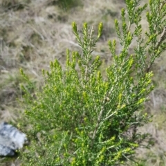 Cassinia sifton at Majura, ACT - 20 Jul 2023