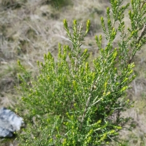 Cassinia sifton at Majura, ACT - 20 Jul 2023