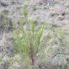 Cassinia sifton (Sifton Bush, Chinese Shrub) at Mount Majura - 20 Jul 2023 by HappyWanderer