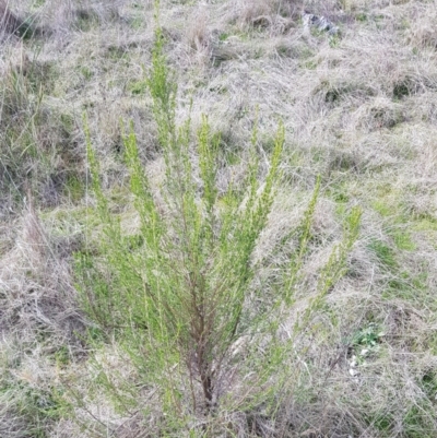 Cassinia sifton (Sifton Bush, Chinese Shrub) at Majura, ACT - 20 Jul 2023 by HappyWanderer