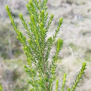 Cassinia sifton at Majura, ACT - 20 Jul 2023