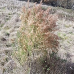 Cassinia sifton (Sifton Bush, Chinese Shrub) at Majura, ACT - 20 Jul 2023 by HappyWanderer