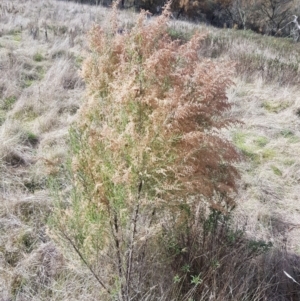 Cassinia sifton at Majura, ACT - 20 Jul 2023 11:46 AM