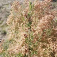 Cassinia sifton at Majura, ACT - 20 Jul 2023