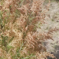 Cassinia sifton at Majura, ACT - 20 Jul 2023 11:46 AM