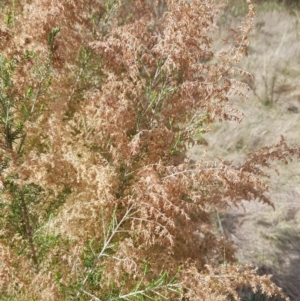 Cassinia sifton at Majura, ACT - 20 Jul 2023 11:46 AM