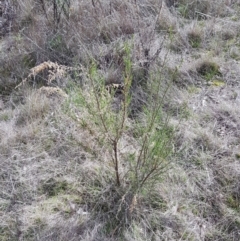 Cassinia sifton (Sifton Bush, Chinese Shrub) at Majura, ACT - 20 Jul 2023 by HappyWanderer