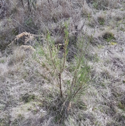 Cassinia sifton (Sifton Bush, Chinese Shrub) at Mount Majura - 20 Jul 2023 by HappyWanderer