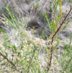 Cassinia sifton at Majura, ACT - 20 Jul 2023